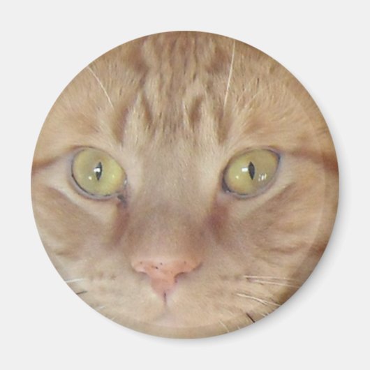 オレンジタビー猫 マグネット (正面)