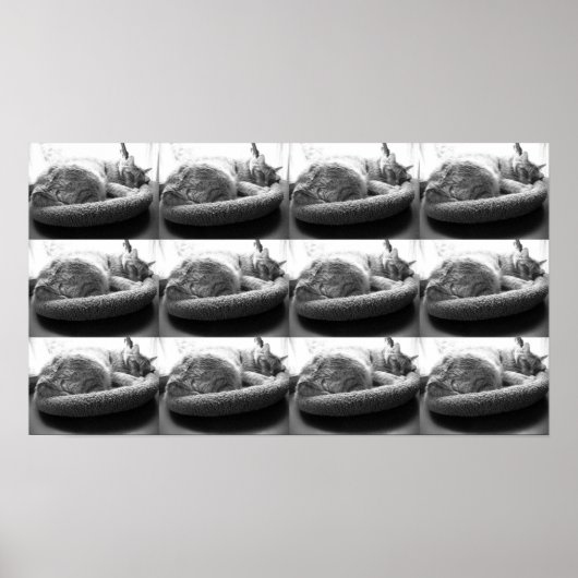 オレンジタビー猫/白黒の写真 ポスター (正面)