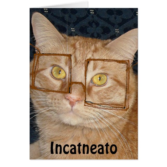 オレンジタビーCat/Incognito (正面)