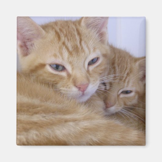 オレンジタブビス マグネット (正面)