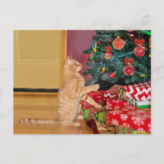 オレンジタブビーキャットクリスマス シーズンポストカード