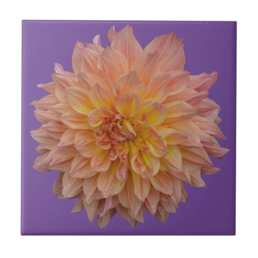 オレンジダリア タイル (正面)