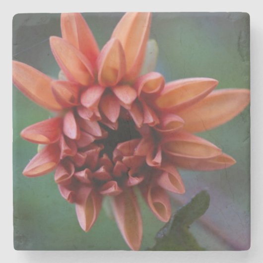 オレンジダリアII ストーンコースター (正面)