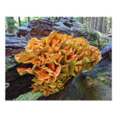 オレンジチキン・オブ・ザ・ウッズ フォトプリント (正面)