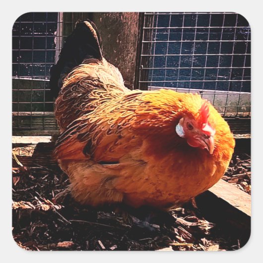 オレンジチキン スクエアシール (正面)