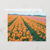 オレンジチューリップフィールド、オランダの花 ポストカード (正面/裏面)