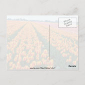 オレンジチューリップフィールド、オランダの花 ポストカード (裏面)