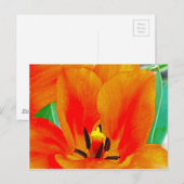 オレンジチューリップ ポストカード (正面/裏面)
