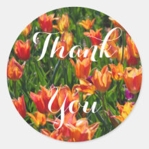 オレンジチューリップ