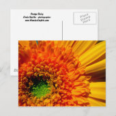 オレンジデイジーはがき ポストカード (正面/裏面)