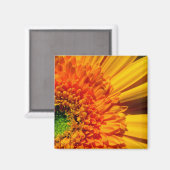 オレンジデイジー磁石 マグネット (正面/裏面)