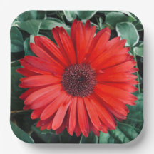 オレンジデイジー紙プレート