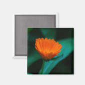 オレンジデイジー花 マグネット (正面/裏面)