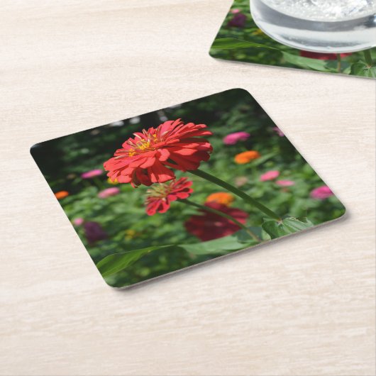 オレンジデイジー、《植物》百日草、コスモ、ひまわりの園 スクエアペーパーコースター (アングル)