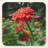 オレンジデイジー、《植物》百日草、コスモ、ひまわりの園 スクエアペーパーコースター (正面)
