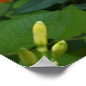 オレンジデイリリーの花の写真プリント ポスター (角)