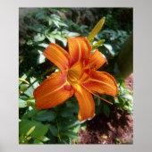 オレンジデイリリーの花の写真プリント ポスター (正面)