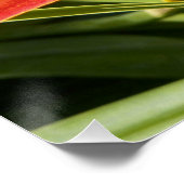 オレンジデイリリー開花写真光沢 ポスター (コーナー)