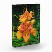 オレンジデイリリー開花 フォトブロック (左)