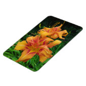 オレンジデイリリー開花 マグネット (左側)