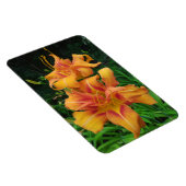 オレンジデイリリー開花 マグネット (右側)