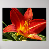 オレンジデイリー開花フローラ写真 ポスター (正面)