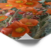 オレンジデザートグロベムロー花の開花 ポスター (角)