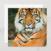 オレンジトラの招待状 招待状 (正面/裏面)