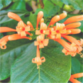 オレンジトランペットつる植物 シール (正面)