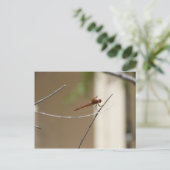 オレンジトンフライ葉書 ポストカード (スタンド正面)