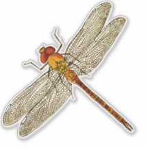 オレンジドラゴンフライ