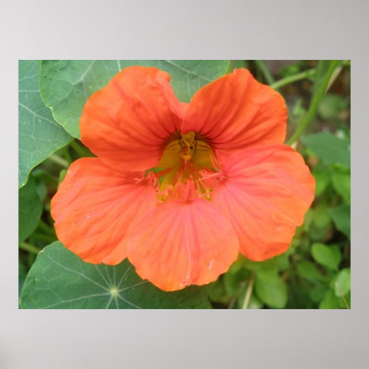 オレンジナスタジウムフラワープリント ポスター (正面)