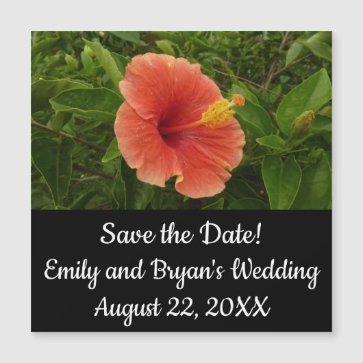 オレンジハイビスカスフラワートロピカルフローラ (正面)