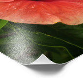 オレンジハイビスカスフラワートロピカルフローラ フォトプリント            (角)