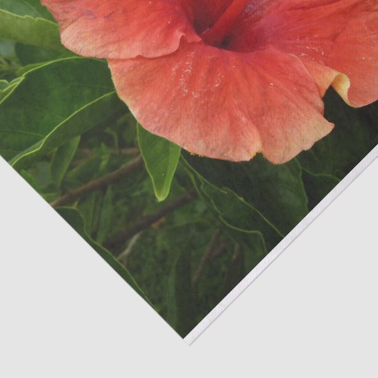 オレンジハイビスカスフラワートロピカルフローラ 薄葉紙 (詳細)