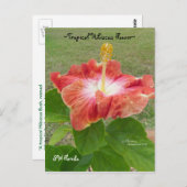 オレンジハイビスカスフラワーフロリダスパイゲランドハガキ ポストカード (正面/裏面)