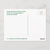 オレンジハイビスカスフラワーフロリダスパイゲランドハガキ ポストカード (裏面)