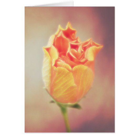 オレンジハイビスカスフラワー開花 (正面)