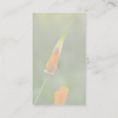 オレンジハナビシソウの芽 名刺 (裏面)