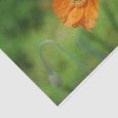 オレンジハナビシソウ 薄葉紙 (詳細)