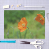 オレンジハナビシソウ 薄葉紙 (クラフト)