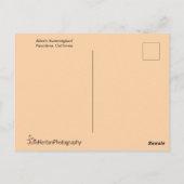 オレンジハミングバードと紫の花 ポストカード (裏面)