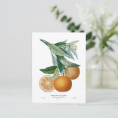 オレンジバイピエール – アントワーヌポトー ポストカード (スタンド正面)