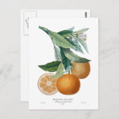 オレンジバイピエール – アントワーヌポトー ポストカード (正面/裏面)