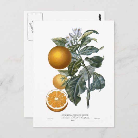 オレンジバイピエール – アントワーヌポトー ポストカード (正面/裏面)