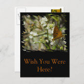 オレンジバタフライとビー ポストカード (正面/裏面)