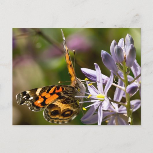 オレンジバタフライオンワイルドヒアシンスのアパレル&ギフト ポストカード (正面)