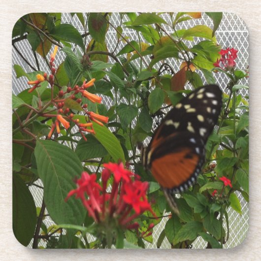 オレンジバタフライ コースター (正面)