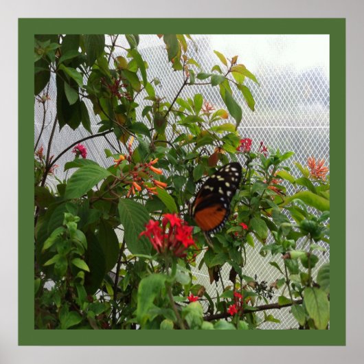オレンジバタフライ ポスター (正面)
