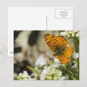 オレンジバタフライ ポストカード (正面/裏面)